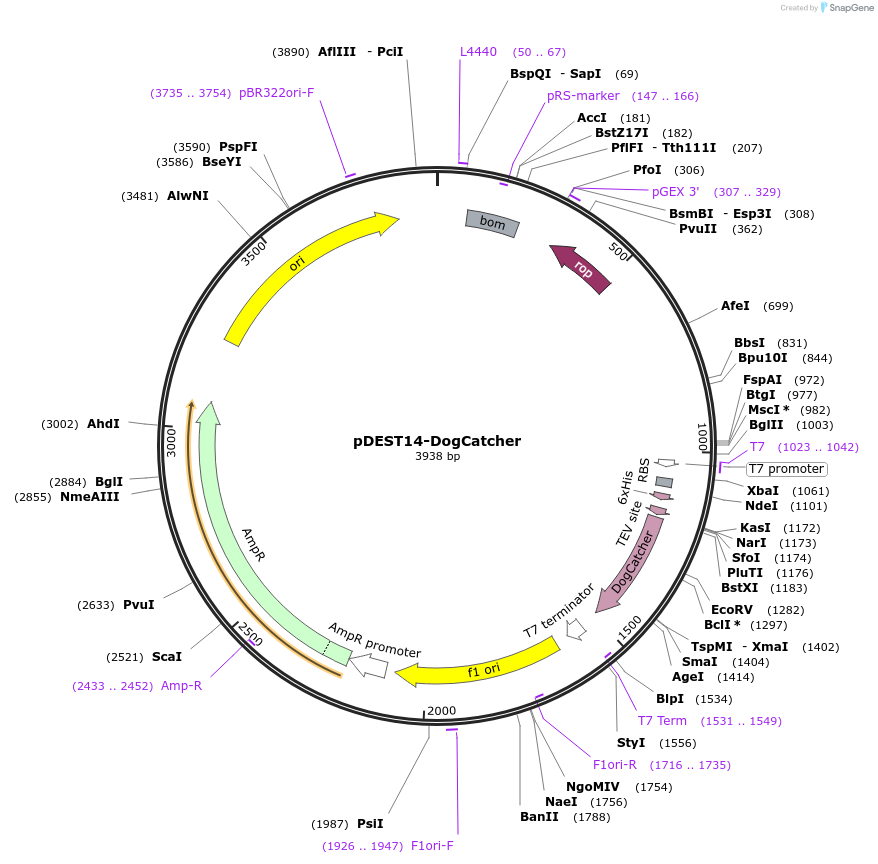 171772-plasmid-map-sequence-id-338514