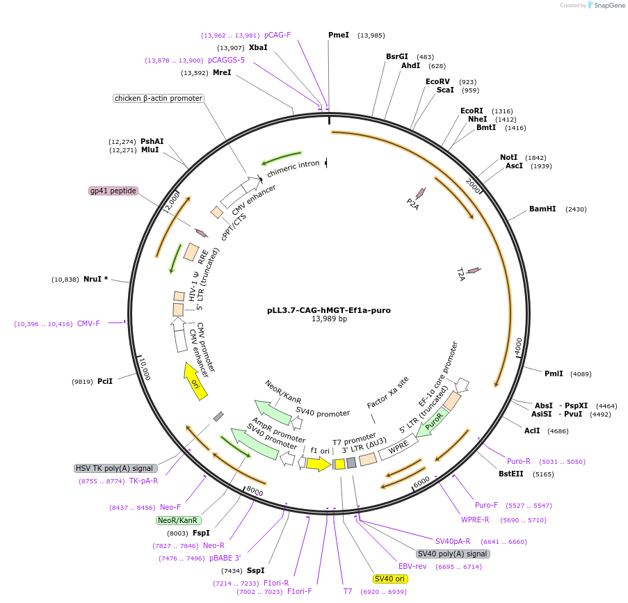172395-plasmid-map-sequence-id-338523
