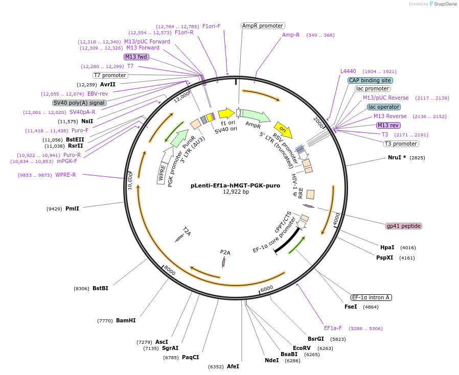 172394-plasmid-map-sequence-id-338527