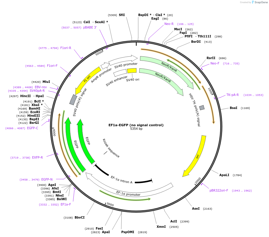170167-plasmid-map-sequence-id-338528