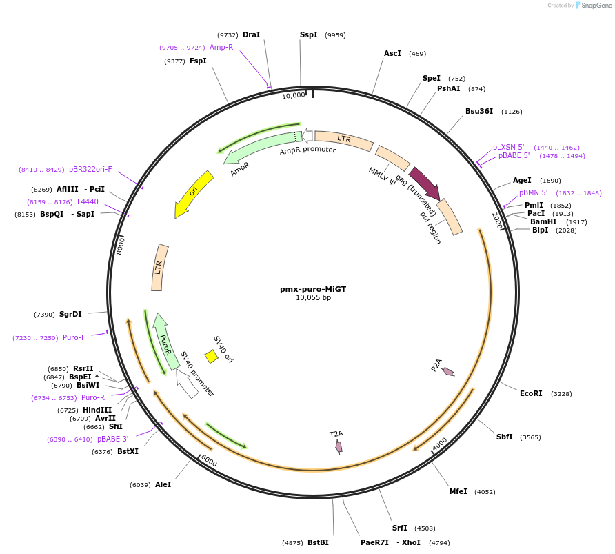 172399-plasmid-map-sequence-id-338534