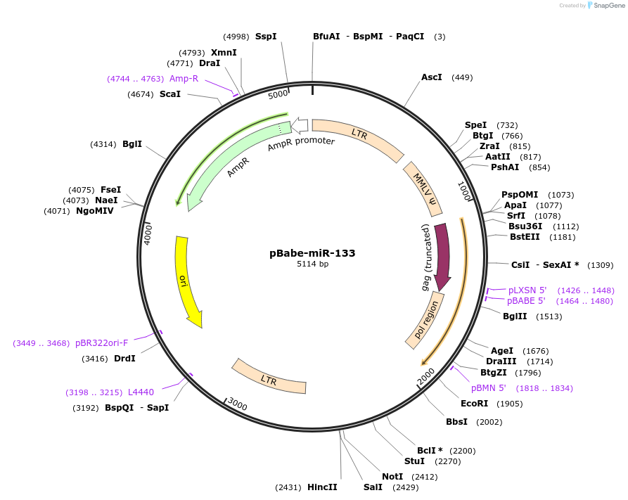 172392-plasmid-map-sequence-id-338536