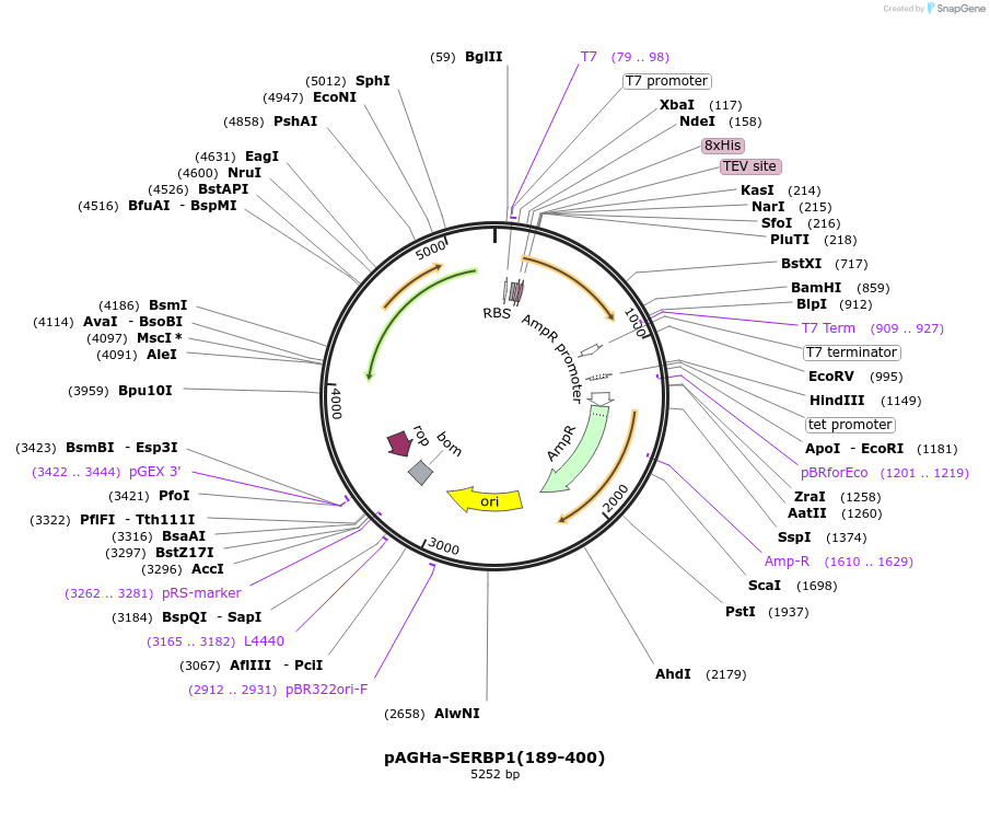 172315-plasmid-map-sequence-id-338562