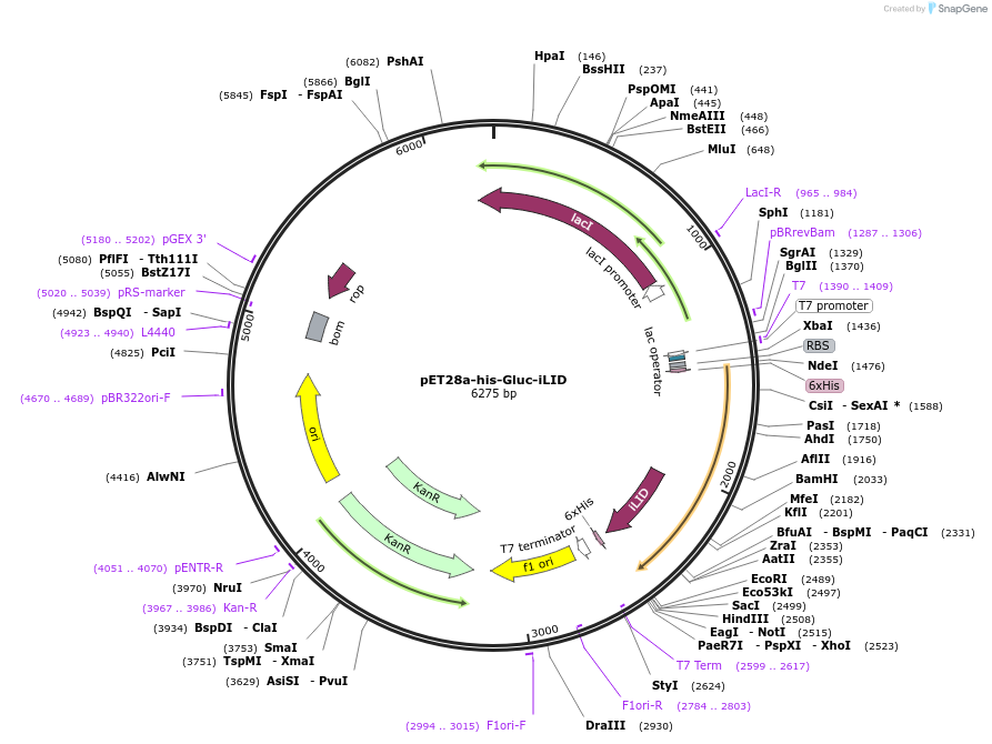 172096-plasmid-map-sequence-id-338563