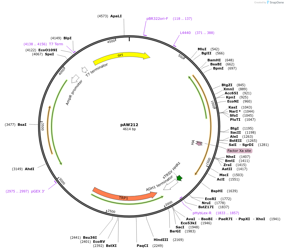 172196-plasmid-map-sequence-id-338565