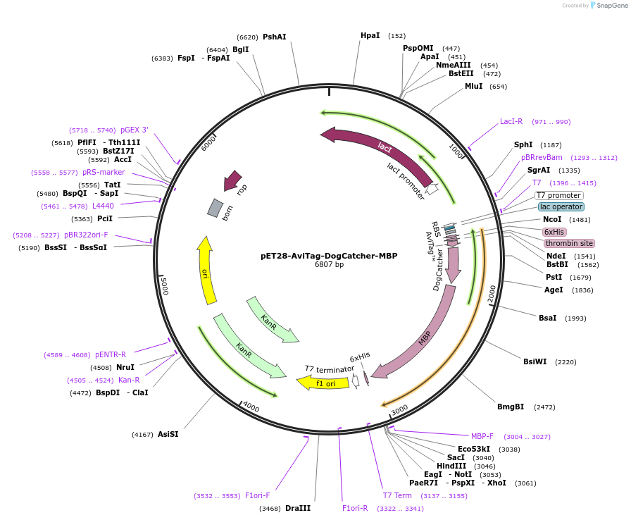 171928-plasmid-map-sequence-id-338570