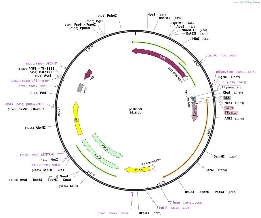 172177-plasmid-map-sequence-id-338578
