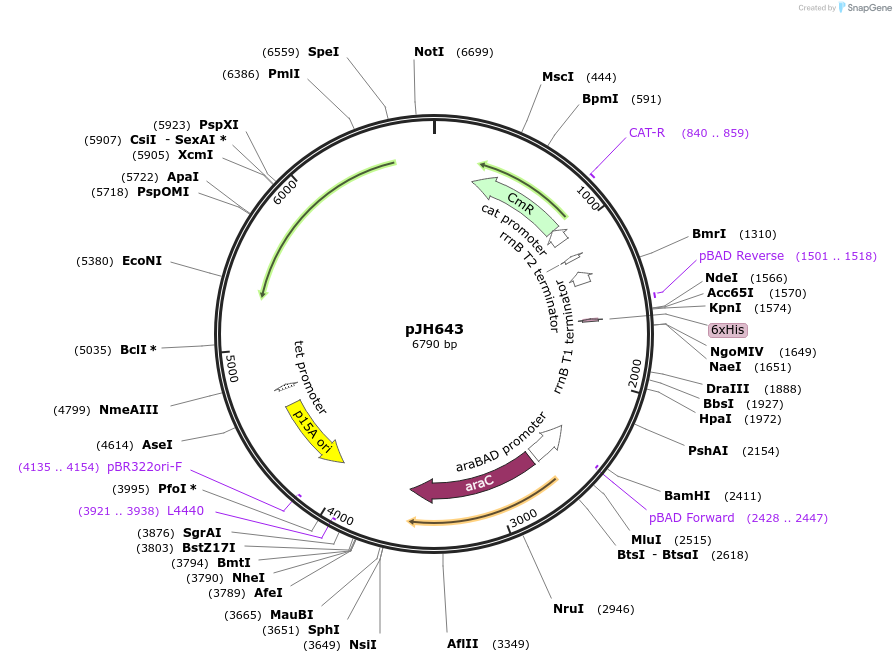 172168-plasmid-map-sequence-id-338581