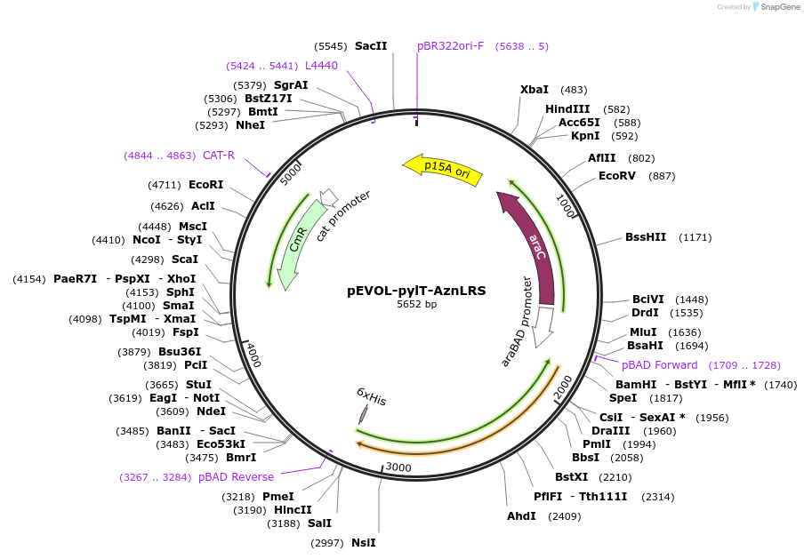 172482-plasmid-map-sequence-id-338583