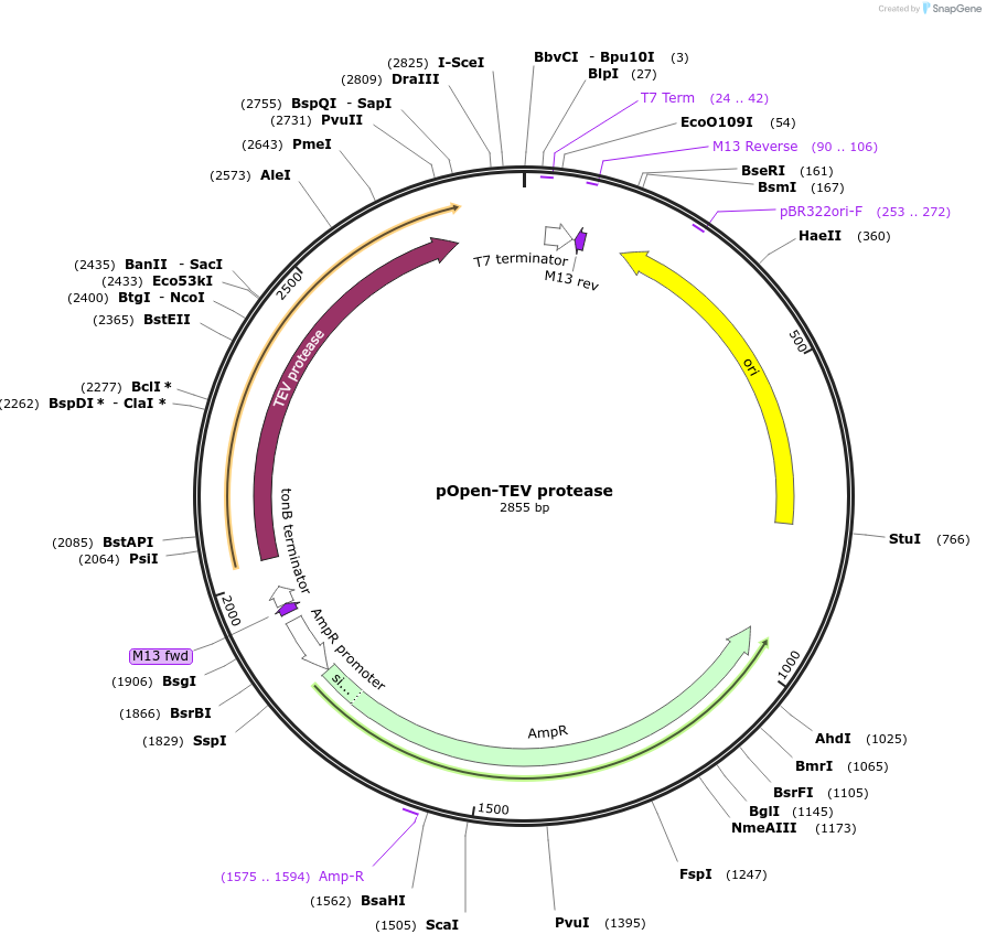 165509-plasmid-map-sequence-id-338590