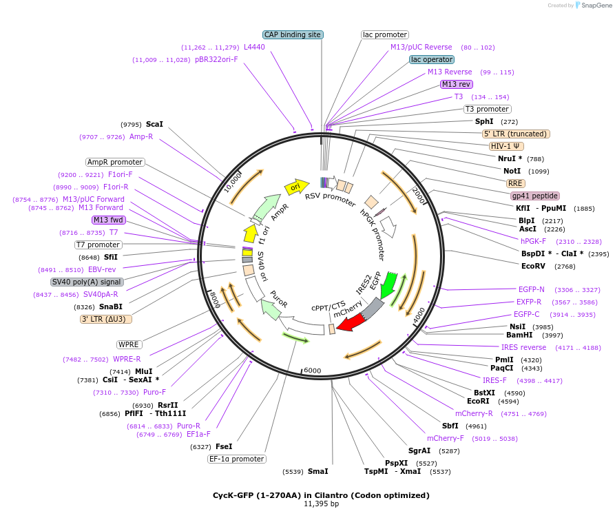 169930-plasmid-map-sequence-id-338595