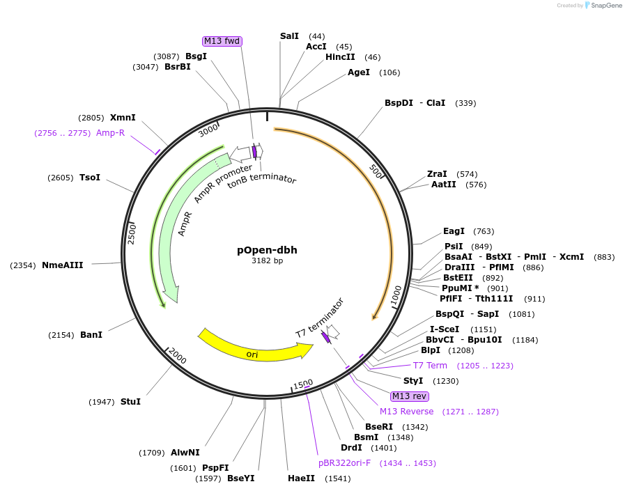 165513-plasmid-map-sequence-id-338598