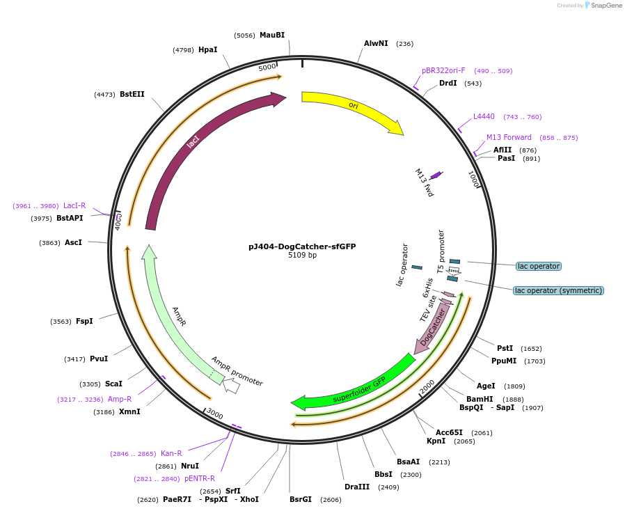 171930-plasmid-map-sequence-id-338612