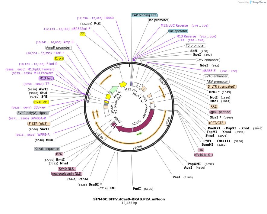 170482-plasmid-map-sequence-id-338623