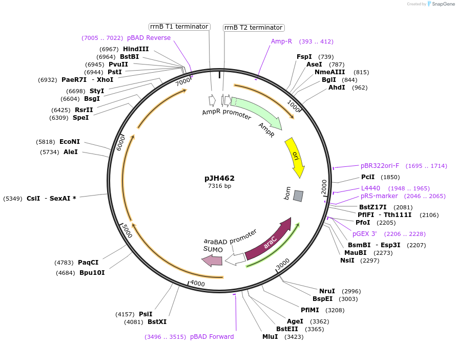 172154-plasmid-map-sequence-id-338628