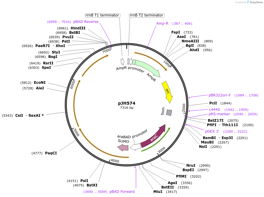 172158-plasmid-map-sequence-id-338629