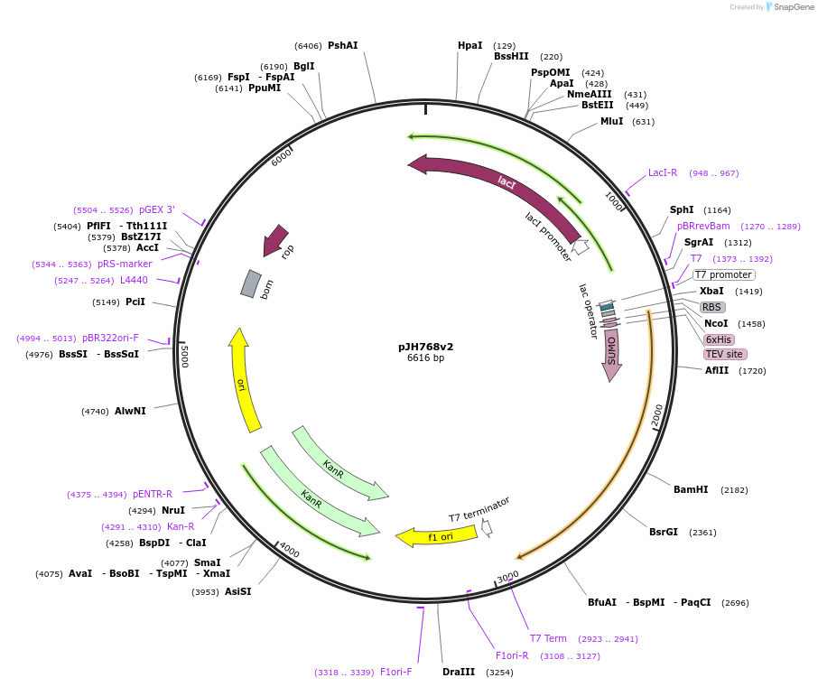 172173-plasmid-map-sequence-id-338630