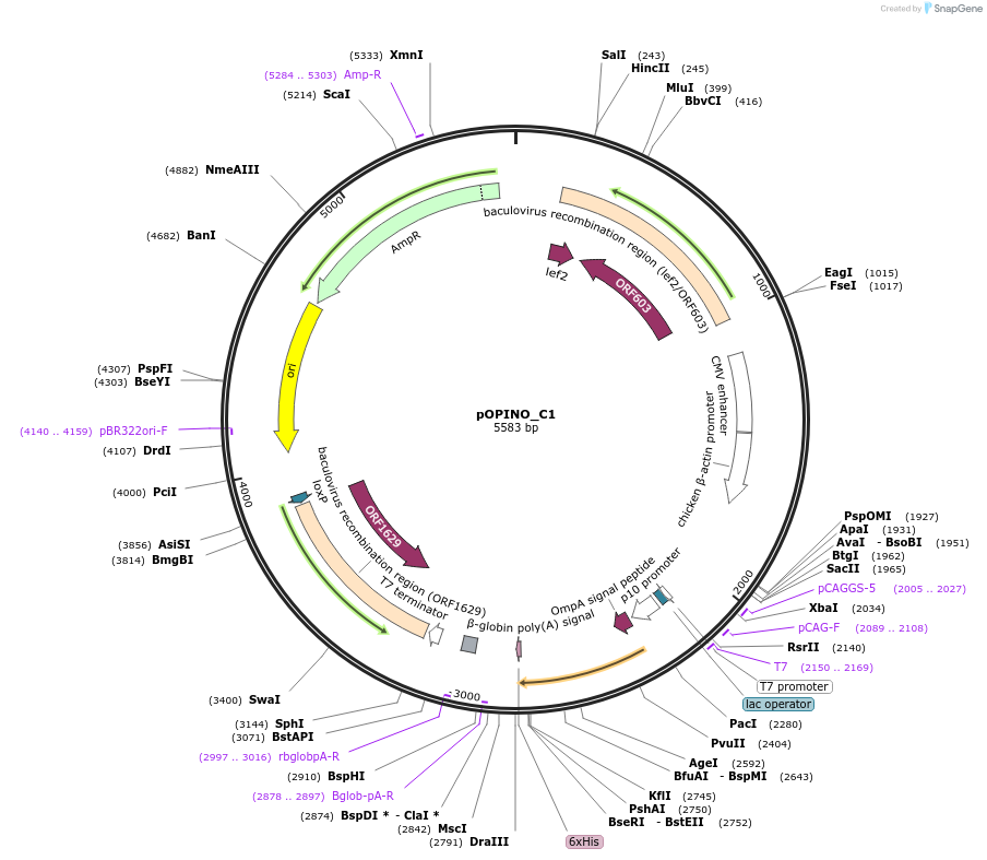 171924-plasmid-map-sequence-id-338631
