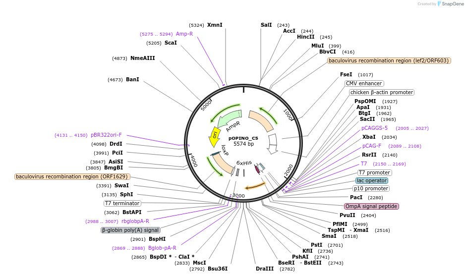171925-plasmid-map-sequence-id-338635