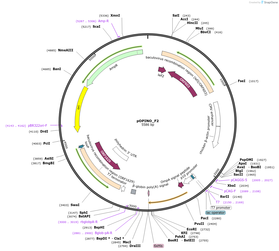 171926-plasmid-map-sequence-id-338638