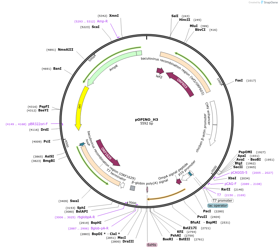 171927-plasmid-map-sequence-id-338639