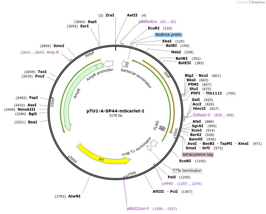 163756-plasmid-map-sequence-id-338664