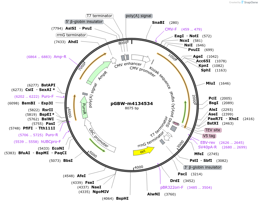 152593-plasmid-map-sequence-id-338673