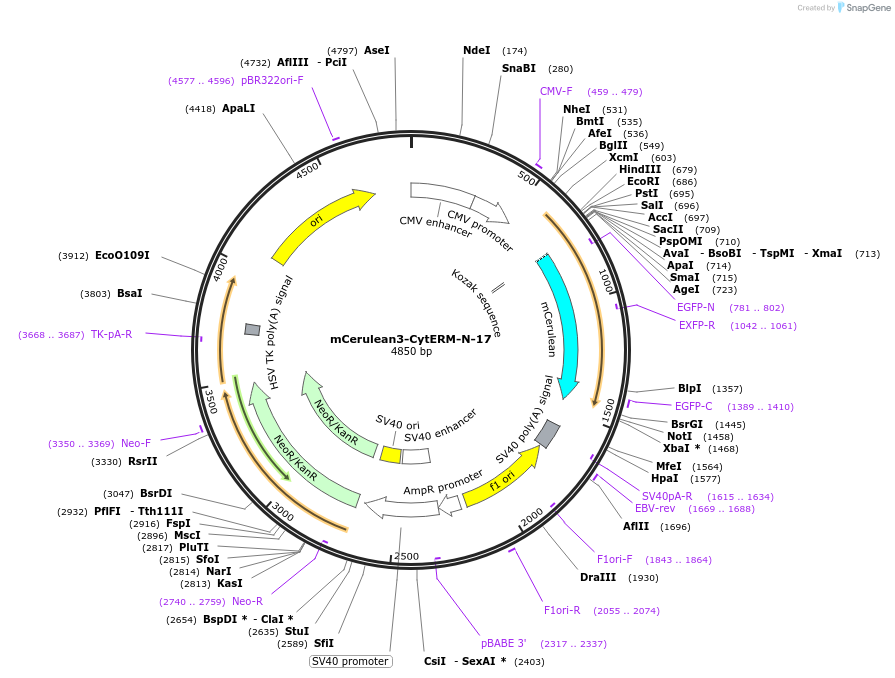 55412-plasmid-map-sequence-id-338677
