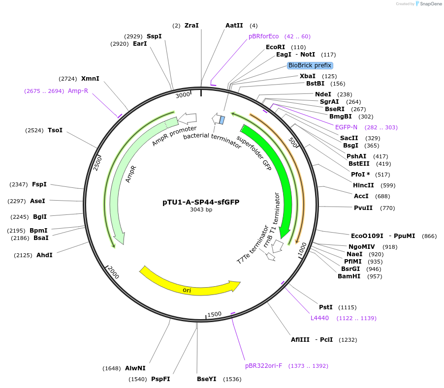 163757-plasmid-map-sequence-id-338712