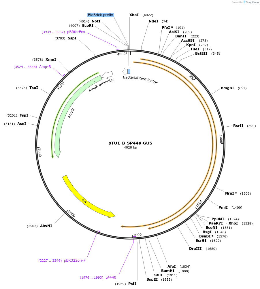 172430-plasmid-map-sequence-id-338717