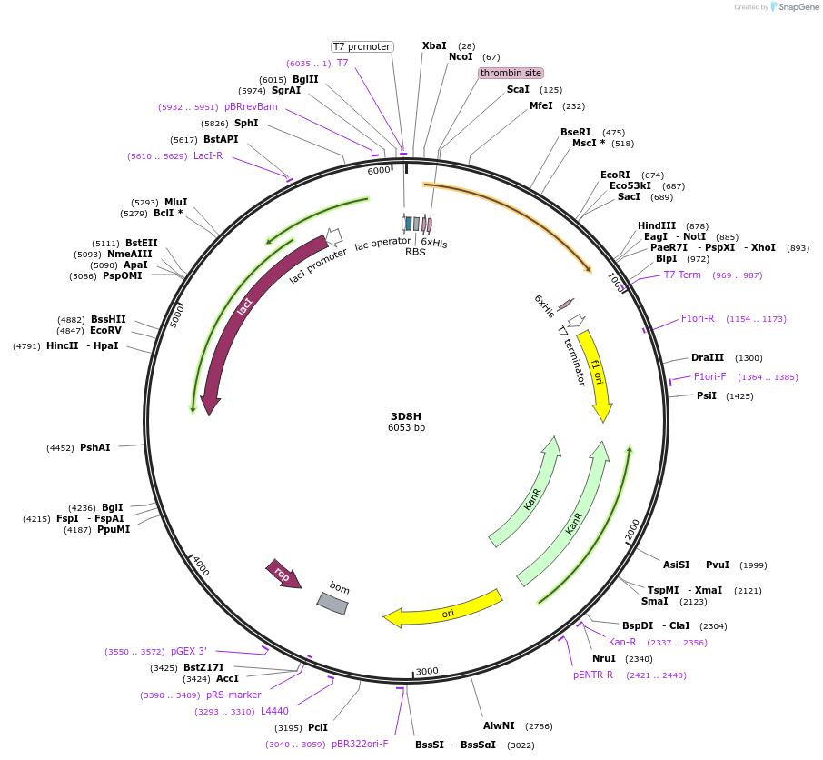 51332-plasmid-map-sequence-id-338743