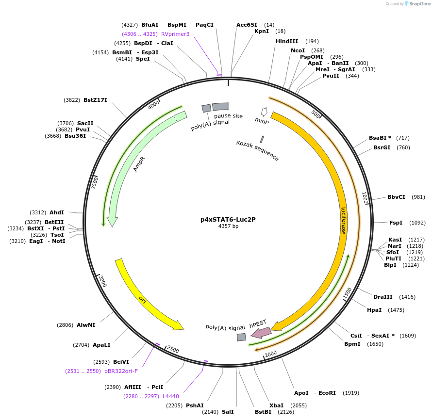35554-plasmid-map-sequence-id-338744