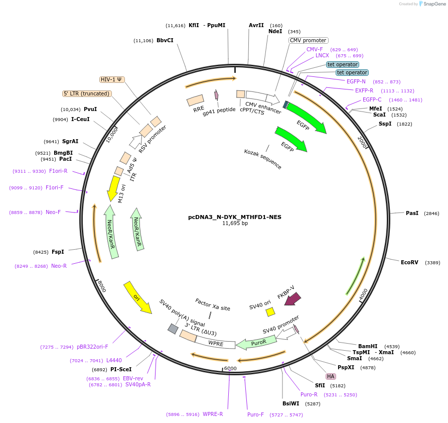 133022-plasmid-map-sequence-id-338750