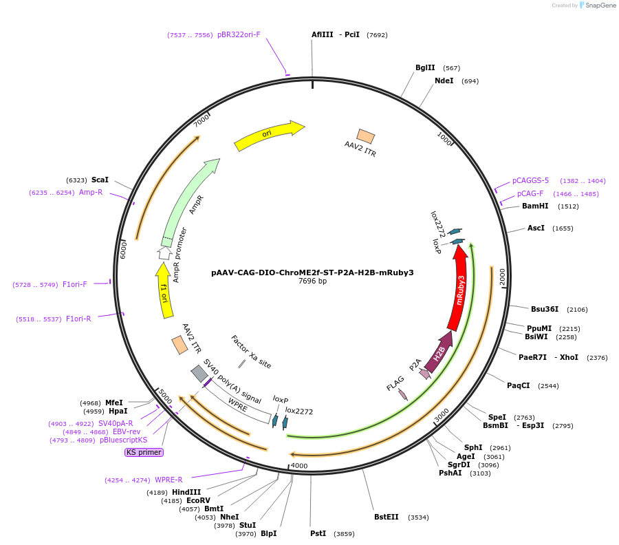 171150-plasmid-map-sequence-id-338751