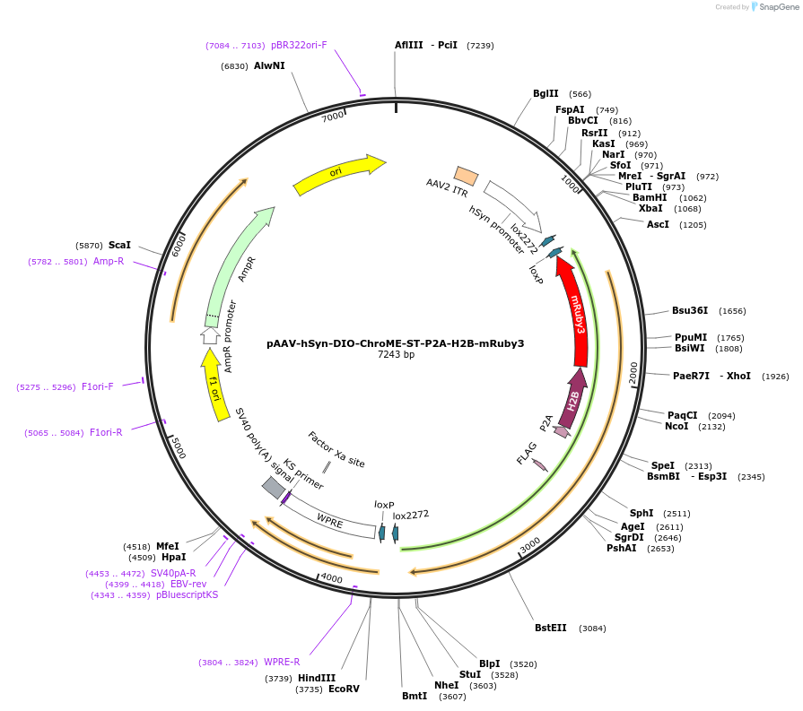 170161-plasmid-map-sequence-id-338755