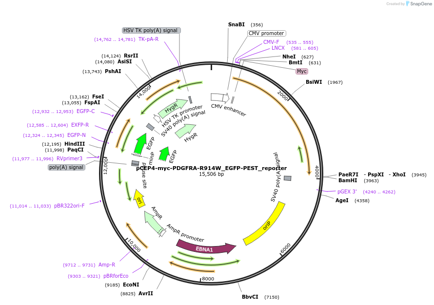172596-plasmid-map-sequence-id-338758