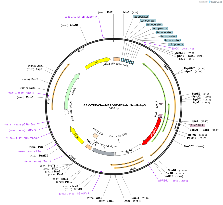 170175-plasmid-map-sequence-id-338762