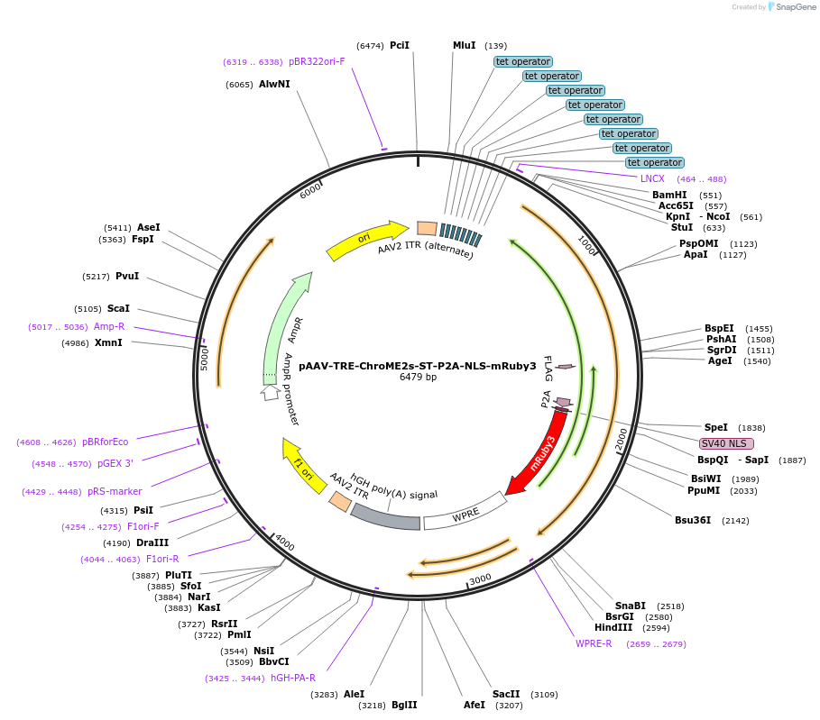 170177-plasmid-map-sequence-id-338764