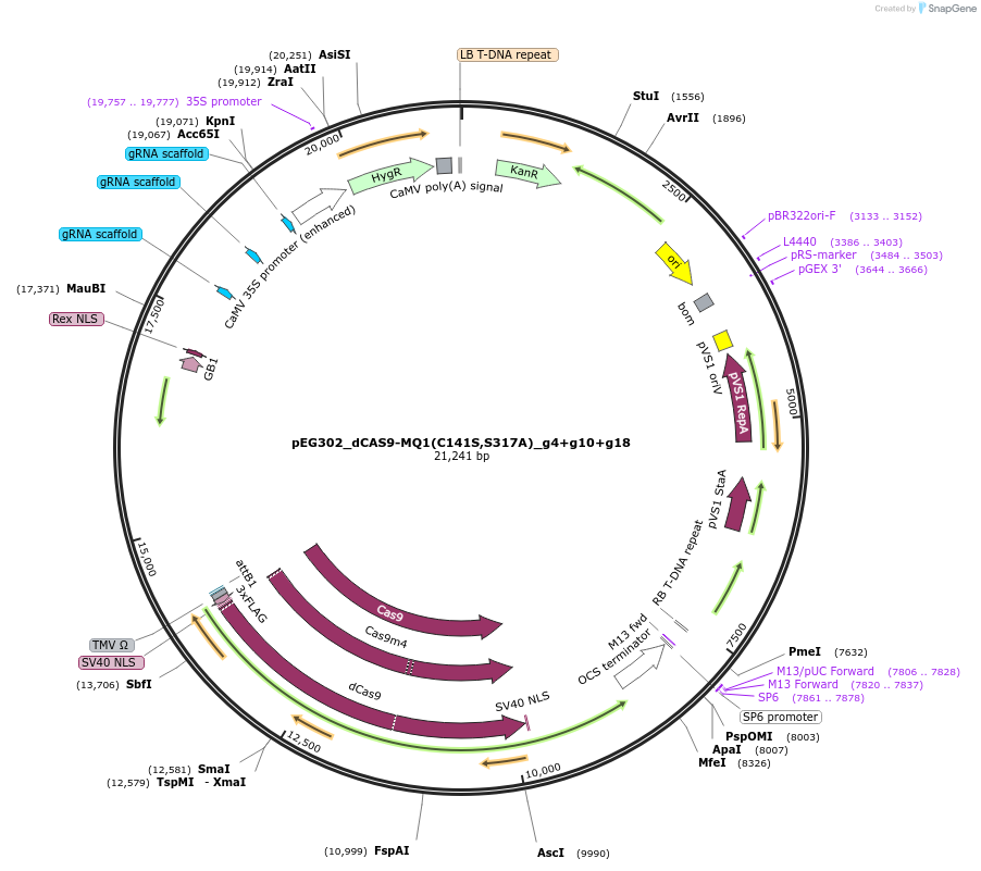 172317-plasmid-map-sequence-id-338787