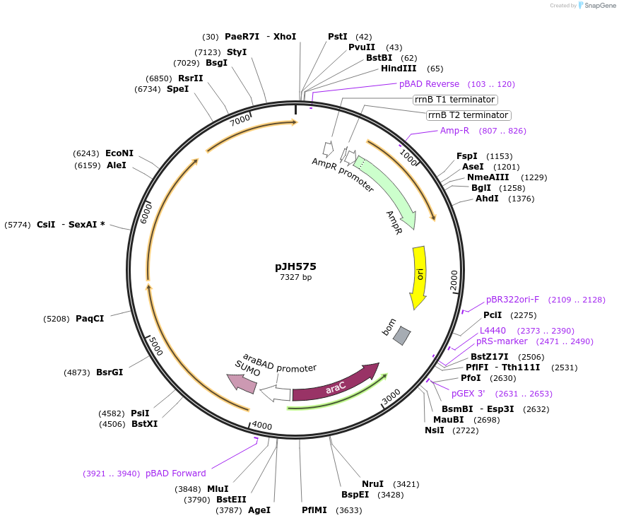 172159-plasmid-map-sequence-id-338825