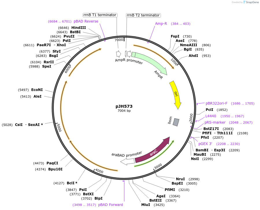 172157-plasmid-map-sequence-id-338830