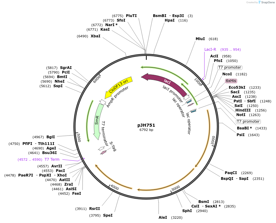 172171-plasmid-map-sequence-id-338833
