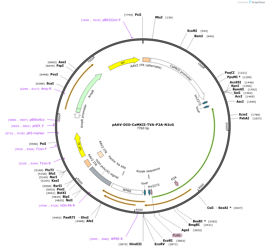 172362-plasmid-map-sequence-id-338834