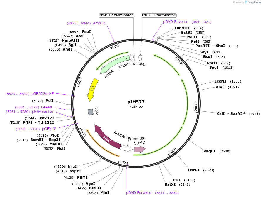 172161-plasmid-map-sequence-id-338837