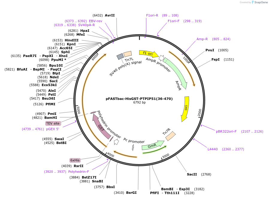 170531-plasmid-map-sequence-id-338848
