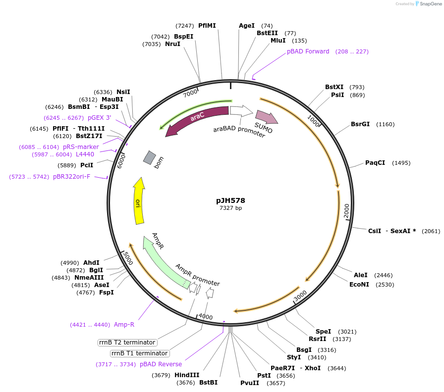 172162-plasmid-map-sequence-id-338849