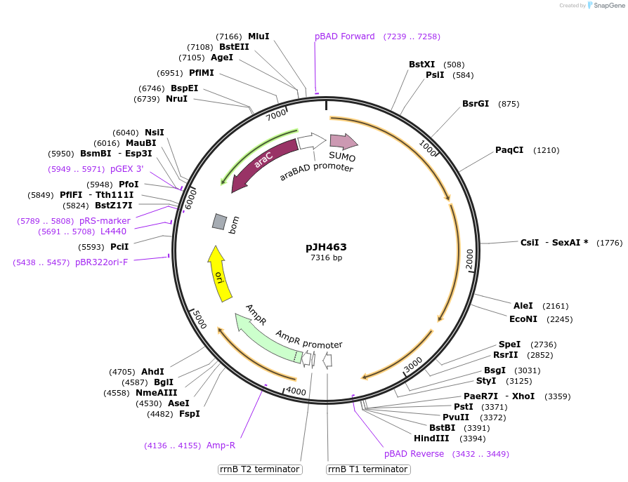 172155-plasmid-map-sequence-id-338850
