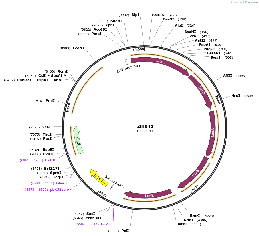 172169-plasmid-map-sequence-id-338853