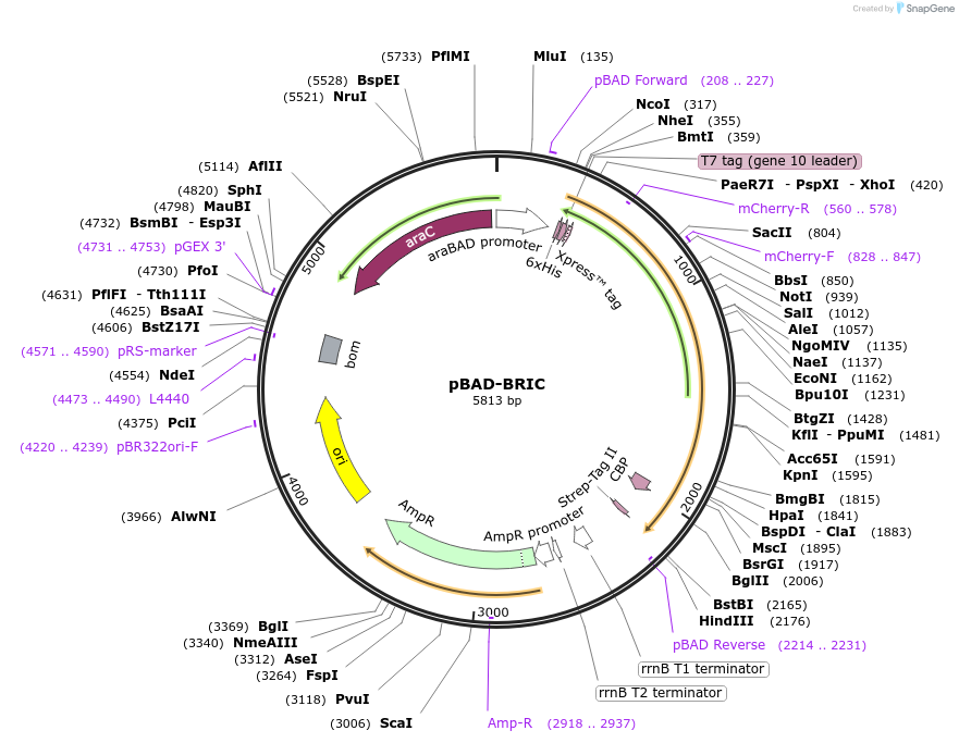 172343-plasmid-map-sequence-id-338854