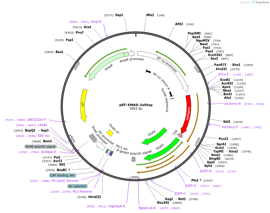 164412-plasmid-map-sequence-id-338860